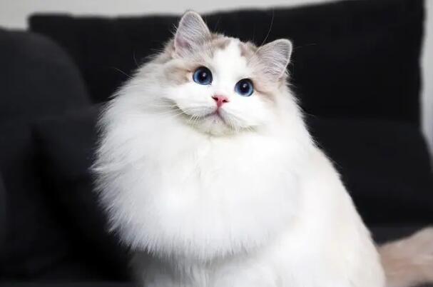 布偶猫的价格多少钱一只，有些布偶猫的价格高达上万元