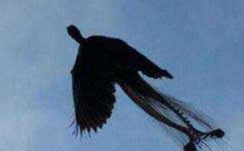 世界上最后一只凤凰,传言在黑龙江出现过