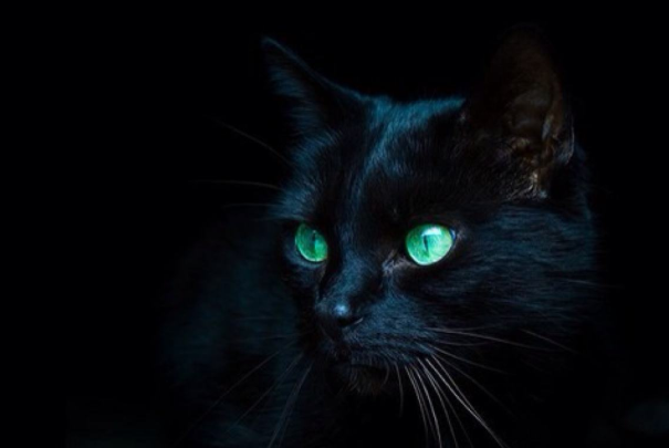 为什么纯黑的猫一般人养不了