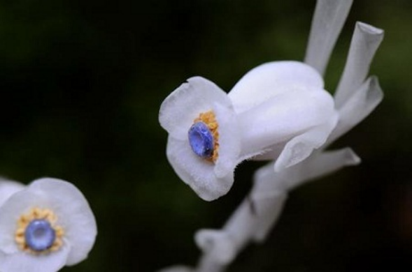 世界上最诡异漂亮的花