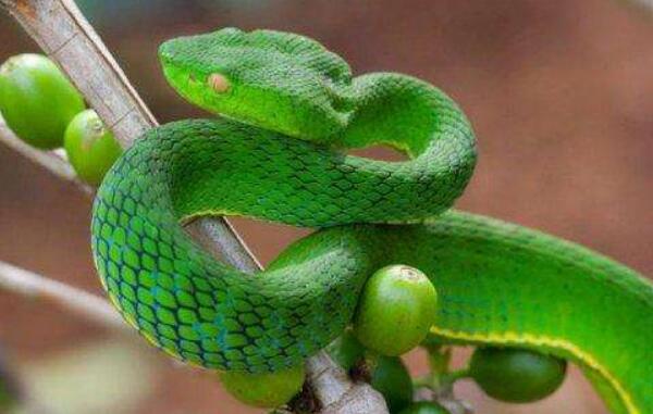 世界上最帅的蛇