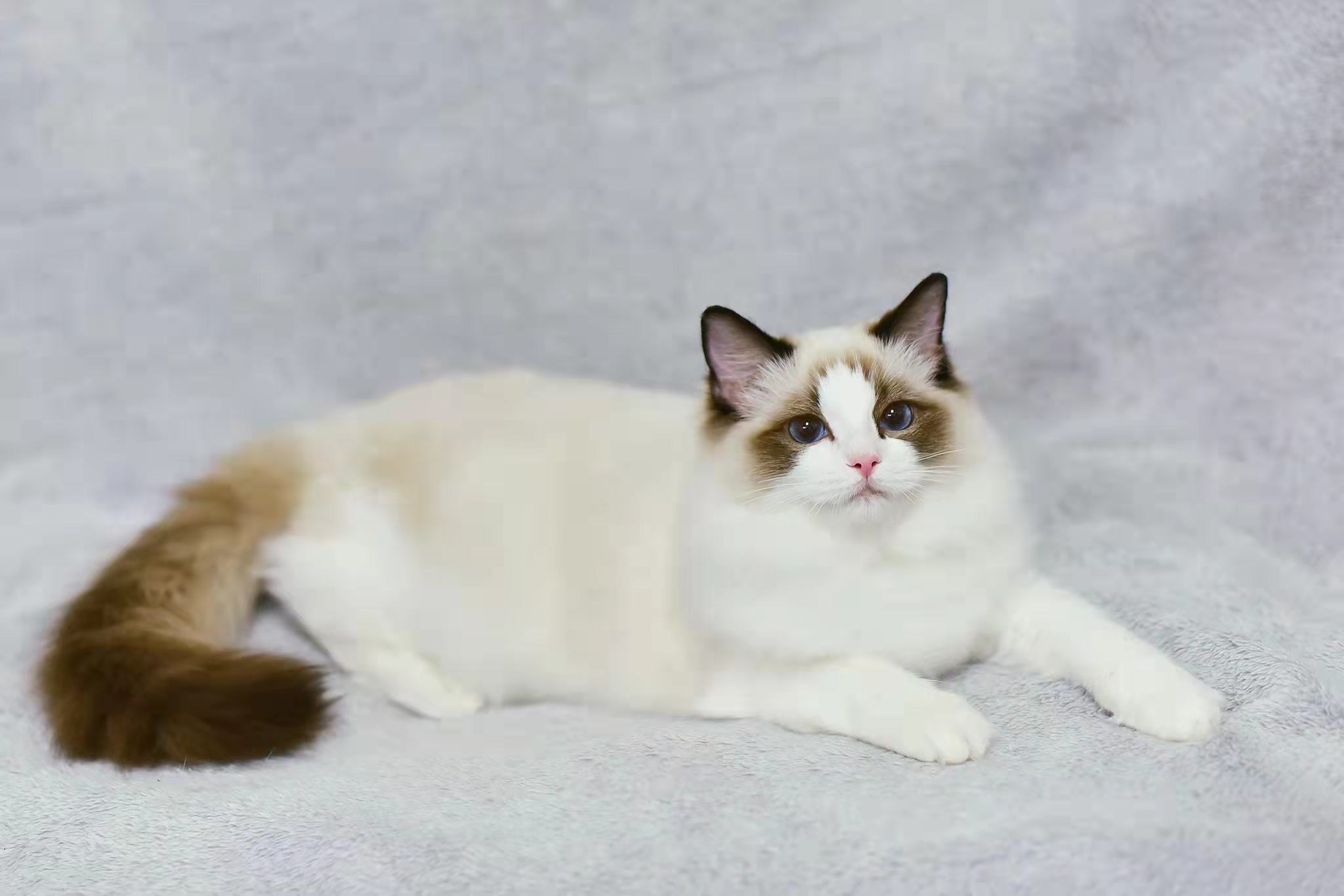 养布偶猫需要注意什么