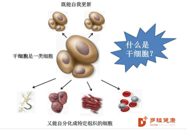 人体干细胞有什么作用和功效