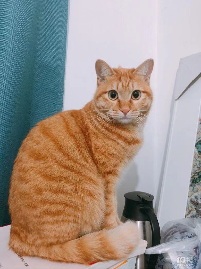 橘猫多少钱一只