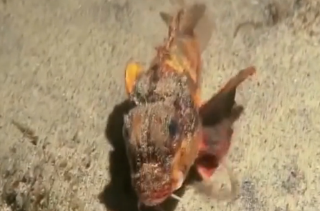 科学家发现“会走路的鱼”，海底之谜，真的是无奇不有！