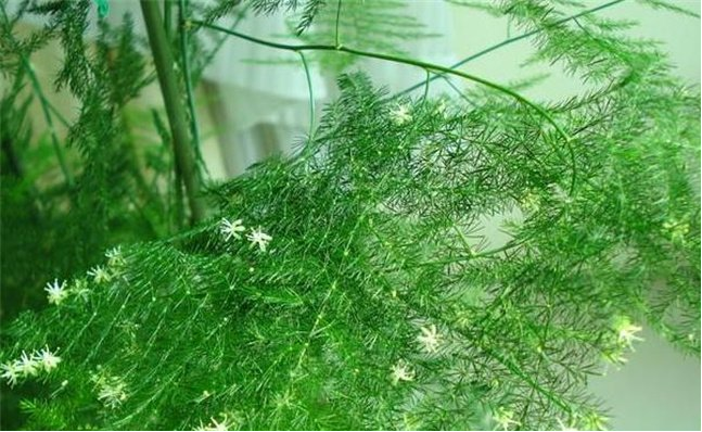 竹子开花之谜——竹子开花意味着什么