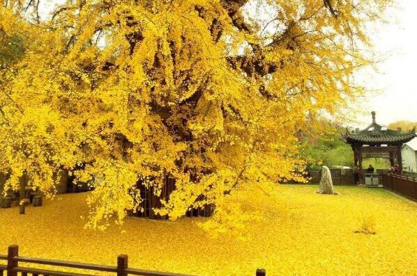 世界上最美的银杏树:千年银杏树，1400年历史(唐太宗所种)