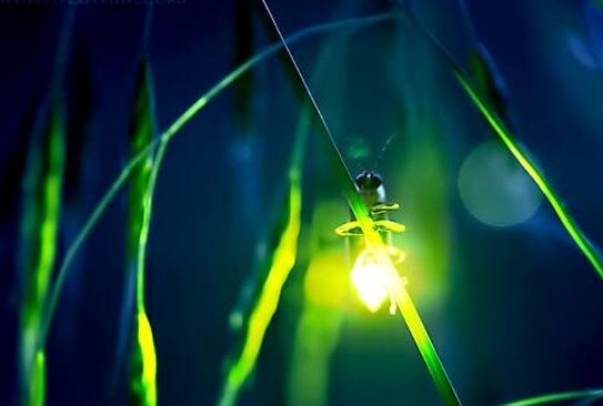 科学揭秘生物发光之谜：遇到萤火虫代表爱情(求偶信号)