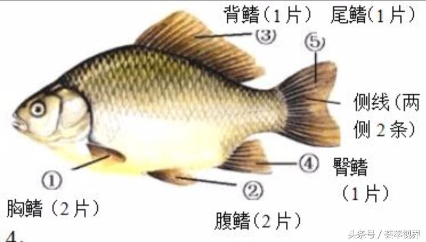 鱼鳍是鱼的哪个部位(一图看懂鱼身上的5种鱼鳍)