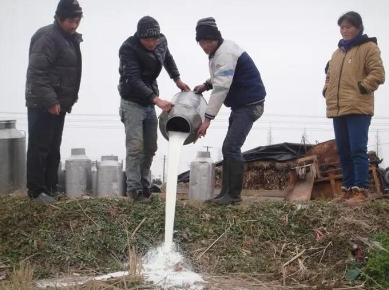  牛奶没人收、养牛月亏几十万，养殖户流泪过年：河北内蒙古等地出现“倒奶杀牛”