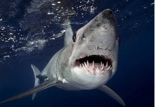 鲨鱼的祖先竟然是裂口鲨