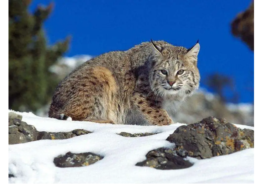 中国野生山猫是我国特有的物种吗