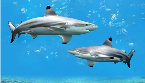 裂口鲨被广泛认为是鲨鱼的近亲或祖先