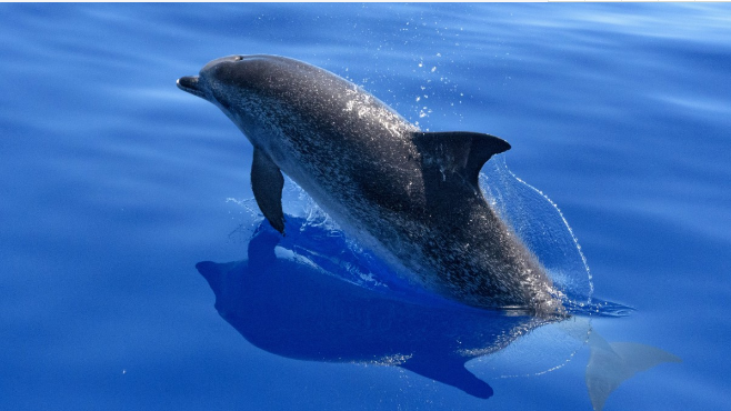 海洋中的顶级掠食者海豚有天敌吗