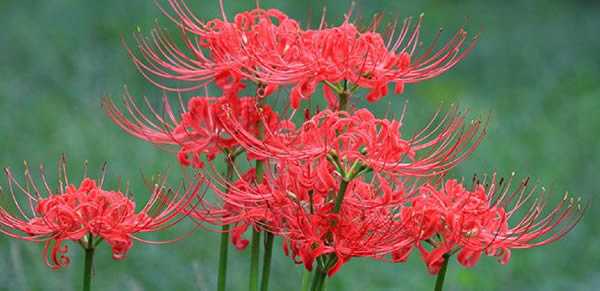 彼岸花花语象征与寓意（地狱之花）