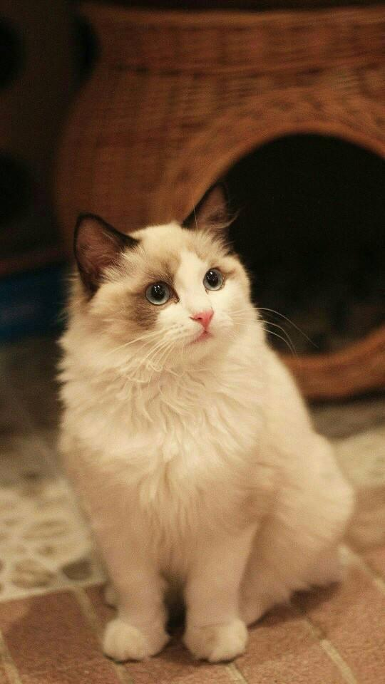 猫咪讨厌主人的十大特征，怎么改变？