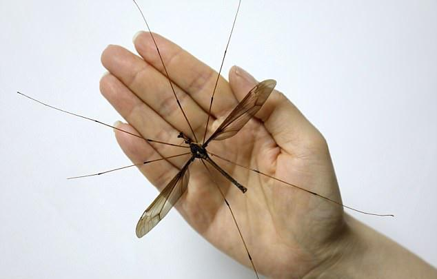 世界上公认最大的蚊子有多大，最大可长到4厘米长！
