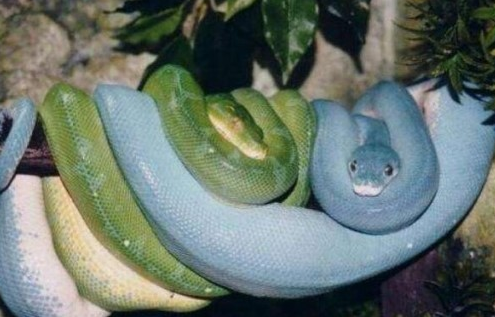 靛青蛇是什么蛇有毒吗
