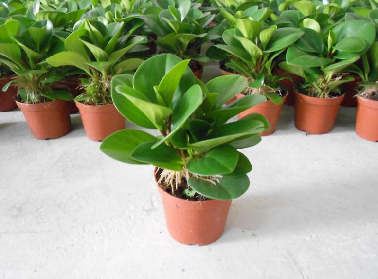 碧玉是喜阴植物还是喜阳植物