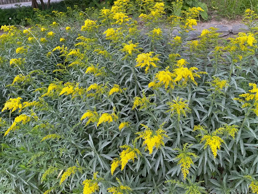 加拿大一枝黄花是什么花？加拿大一枝黄花能吃吗？