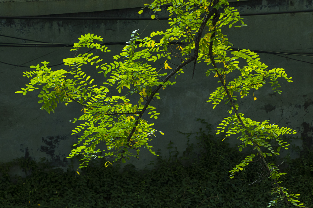 槐树花什么时候开花？花期多长时间？