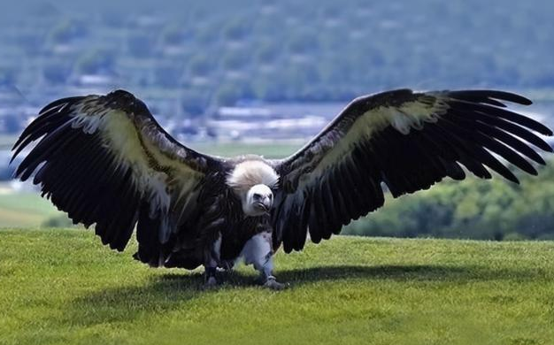 世界上最大的老鹰有多大？是什么品种？