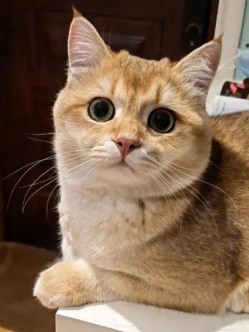 猫发腮吃什么东西好