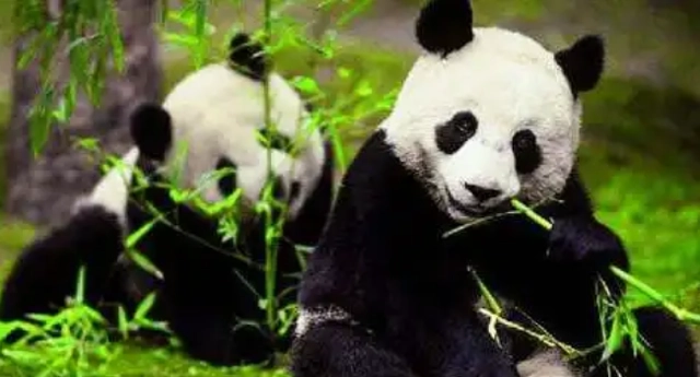 大熊猫是熊科还是猫科？大熊猫是一级还是二级保护动物？