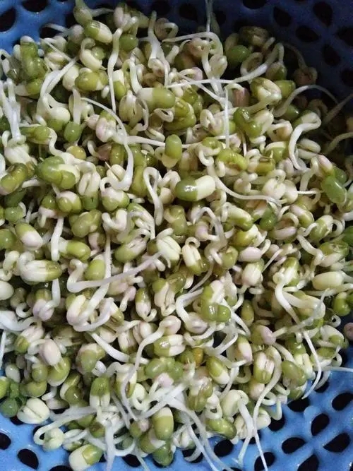 绿豆怎么发芽最快又好