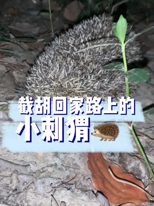 小刺猬回家走哪条路线近