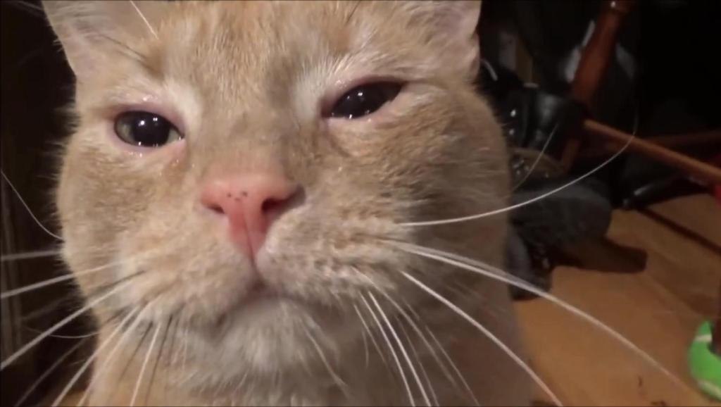 遇到猫咪流泪该怎么解决呢