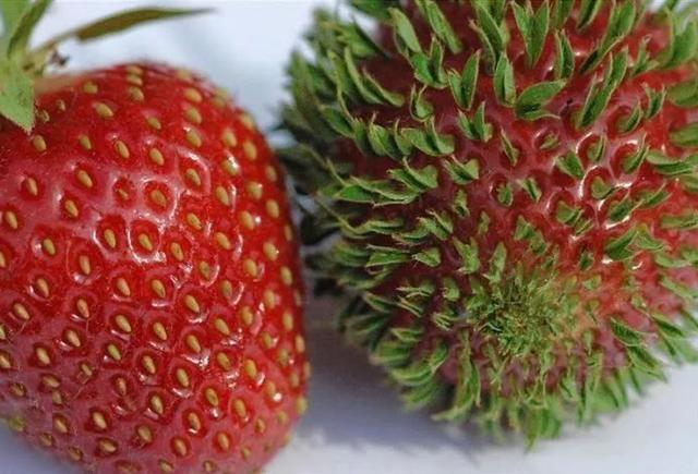 草莓种子发芽需要多长时间？草莓种子发芽需要什么条件？