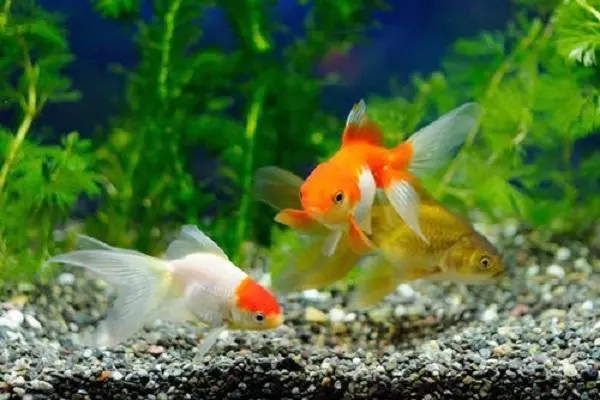 什么鱼最好养活不用打氧
