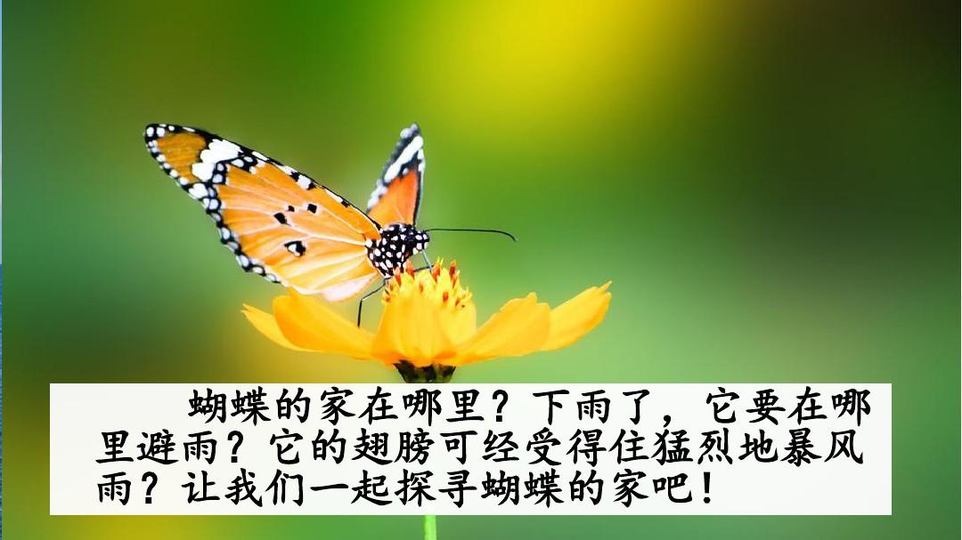 蝴蝶的家一般都在哪里？可以避雨吗？