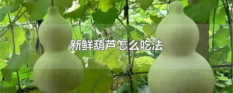 葫芦可以吃吗怎么吃好吃