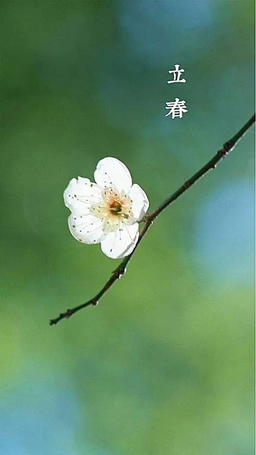 五九第几天立春