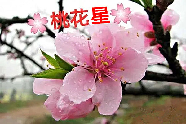哪些属于桃花星