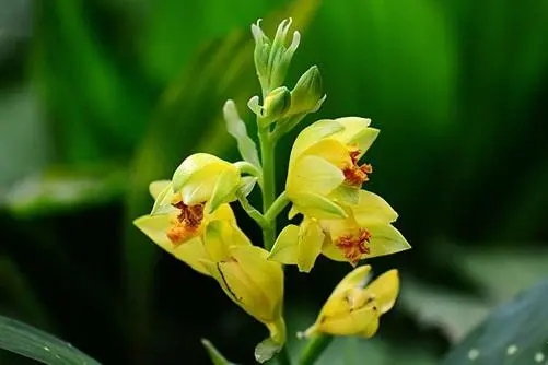 黄花鹤顶兰如何养殖(室内盆栽）
