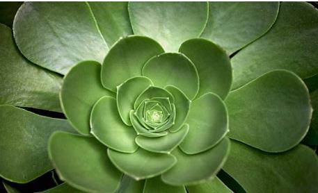 莲花掌的养殖方法养莲花掌的注意事项