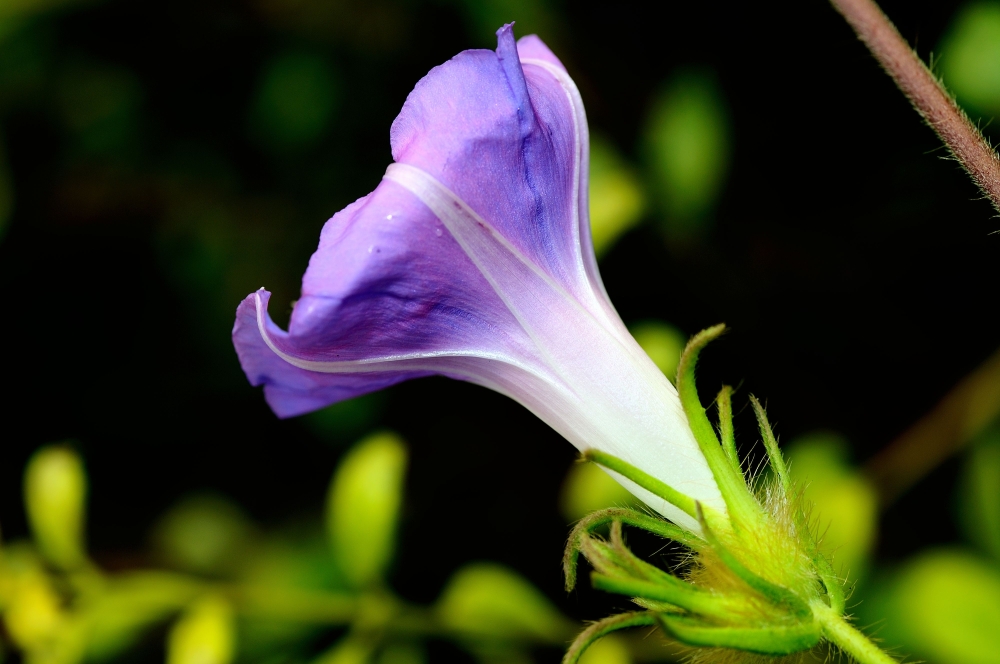 牵牛花种子需要多少时间可以成熟发芽