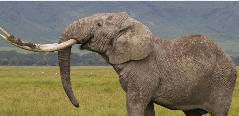 非洲十大危险动物非洲巨蟒是最后一名