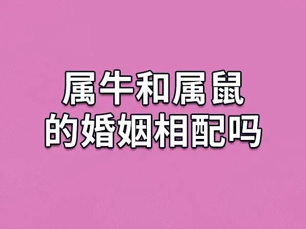 鼠男牛女适合做夫妻吗