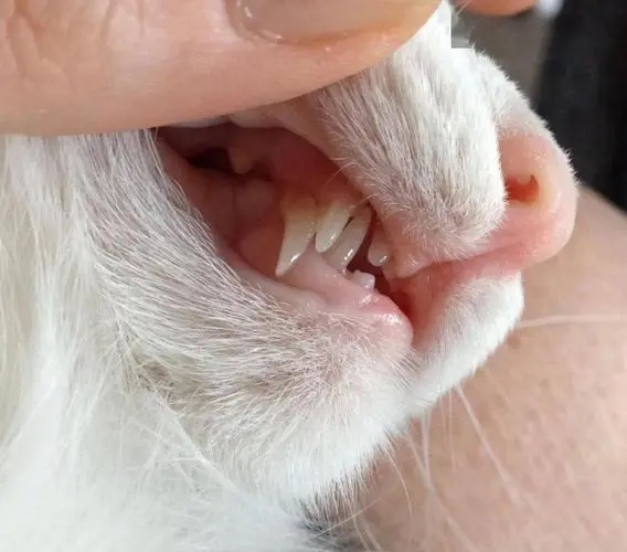 猫咪换牙不爱吃东西怎么办