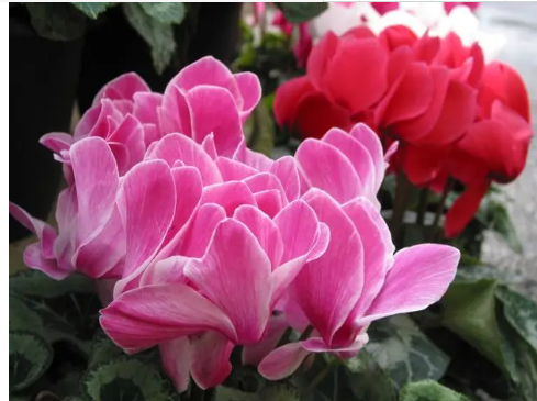 仙客来何时开花 其花期又持续多久