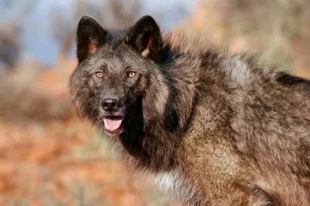 世界上最可怕的三种狼，比藏獒还凶猛