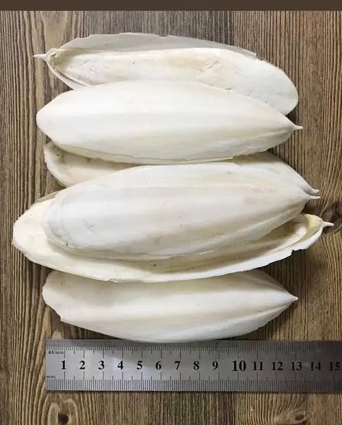 墨鱼骨怎么吃有用