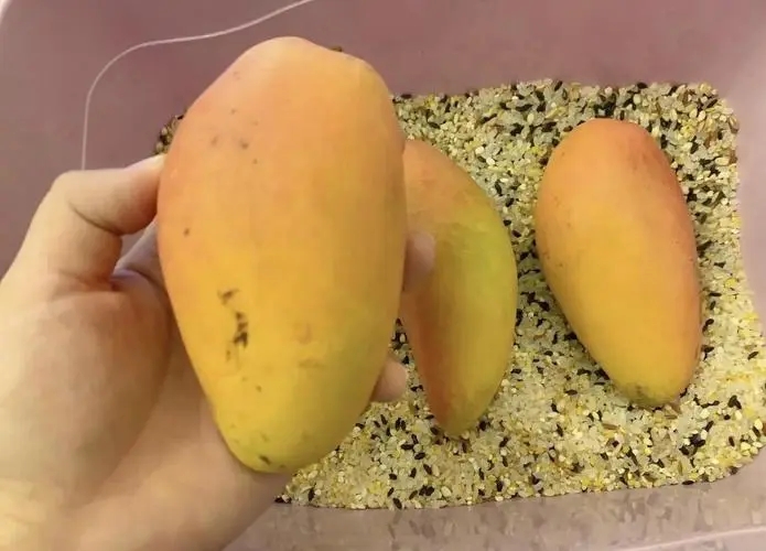 芒果用米催熟要多久