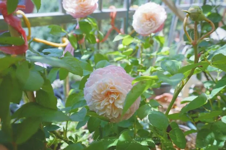 康斯坦茨月季是属于藤本科还是灌木科