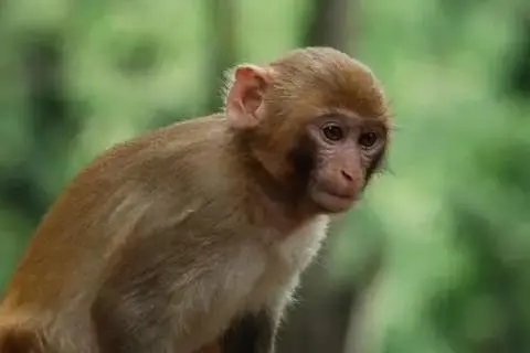 猴子几岁2023