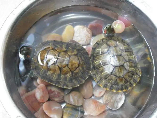 养乌龟应该放多少水最合适？放少了会怎么样？
